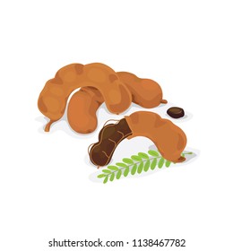 Vector Of Fresh Tamarind Pod And Seed.