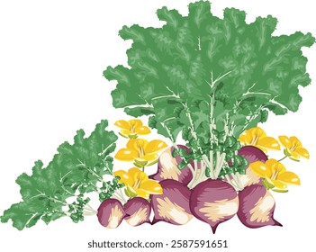 A vector of fresh turnips with leaves and flowers. Great for farm branding, organic packaging, and food-related designs. Fully editable EPS file!