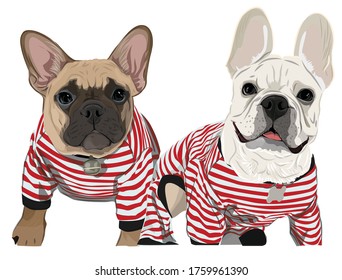 Vector of friendly cute puppy french bulldog