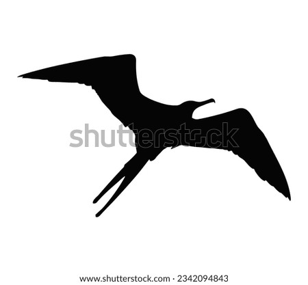 Vector frigate bird silhouette isolated on a white background.