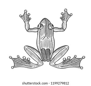 Vector frog in engraving style. Hand drawn illustration on white background. Retro style.