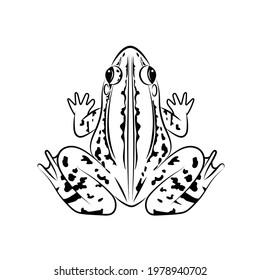  Vector of frog, image design Isolated on the white background. Amphibian. Animal. Frog Icon. logo.  