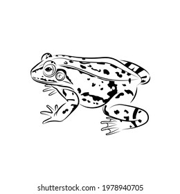  Vector of frog, image design Isolated on the white background. Amphibian. Animal. Frog Icon. logo.  