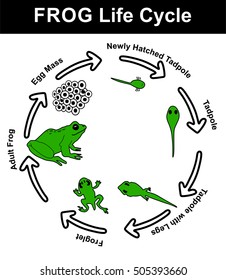 Vector - Frog Life Cycle (all stages: egg mass, newly hatched tadpole, tadpole, tadpole with legs, froglet, and adult frog) - Educational Material