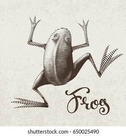 Vector frog painted in engraving style. Eps8. RGB Global colors