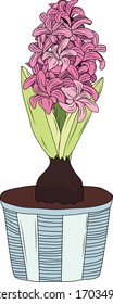 Vector front view of pink hyacinth flower in flower pot