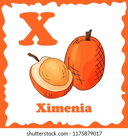 Vector fruit alphabet for education. Illustration for kids. Letter X for Ximenia.