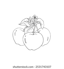 Vector fruit or apple in the garden  with white background.