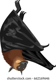 vector Fruit Bat or Flying Fox