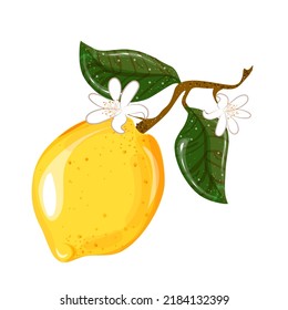 Image vectorielle branche de fruit de citron sur fond blanc avec feuilles. Un citron. Pour les couvertures, les cartes postales et les emballages.