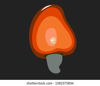 Vector of a fruit cashew
