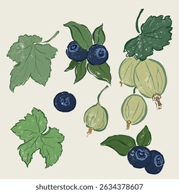 Vector fruit doodle illustration of blueberry, gooseberry and leaves. Hand-drawn garden harvest sketch. Organic farm graphics. Tasty food for design, veggie market drawing print, fabric or background.