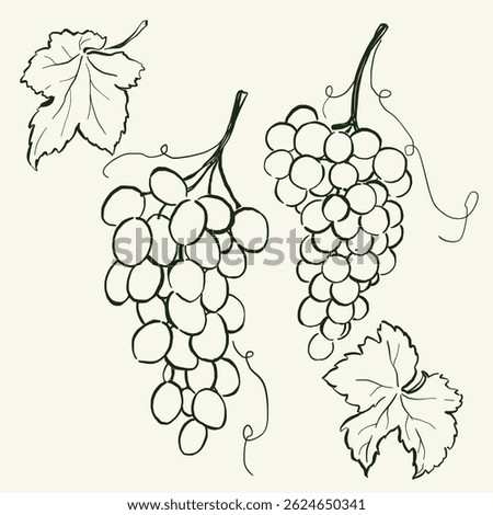 Vector fruit doodle illustration of grape. Hand-drawn garden harvest sketch. Organic farm graphics. Tasty food for design, veggie market drawing print, fabric or background.