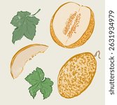 Vector fruit doodle illustration of juicy melon and green leaves. Hand-drawn garden harvest sketch. Organic farm graphics. Tasty food for design, veggie market drawing print, fabric or background.