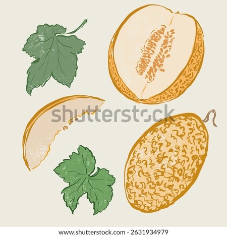 Vector fruit doodle illustration of juicy melon and green leaves. Hand-drawn garden harvest sketch. Organic farm graphics. Tasty food for design, veggie market drawing print, fabric or background.