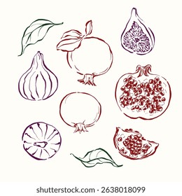 Vector fruit doodle illustration of pomegranate, figs and leaves. Hand-drawn garden harvest sketch. Organic farm graphics. Tasty food for design, veggie market drawing print, fabric or background.