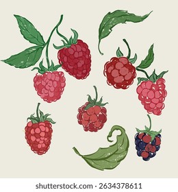 Vector fruit doodle illustration of raspberry, blackberry and leaves. Hand-drawn garden harvest sketch. Organic farm graphics. Tasty food for design, veggie market drawing print, fabric or background.