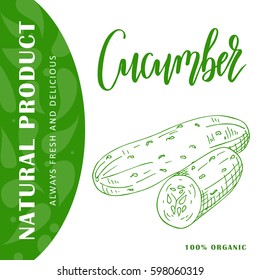 Vector fruit element of cucumber. Hand drawn icon with lettering. Food illustration for cafe, market, menu design