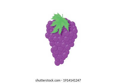 
vector fruit grapes, grapes are a fruit that has been widely known and easily found in almost all over the world