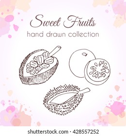 Vector fruit illustration. Set of hand drawn fresh fruits with colorful watercolor splashes.