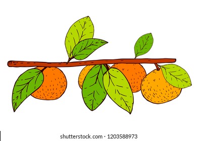 vector fruit orange branch on white background