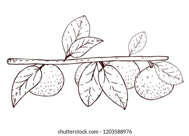 vector fruit orange branch on white background