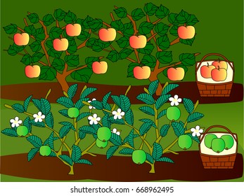 vector of fruit plants 02
