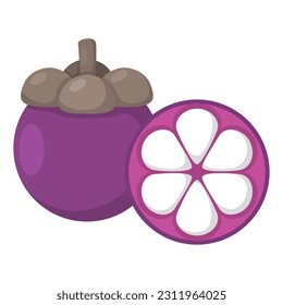 Vector fruit purple mangosteen editable poster stiker vector cartoon illustration