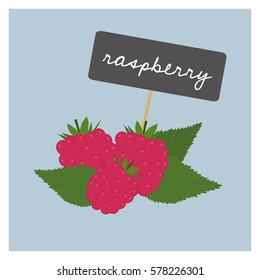 Vector Fruit - Raspberry