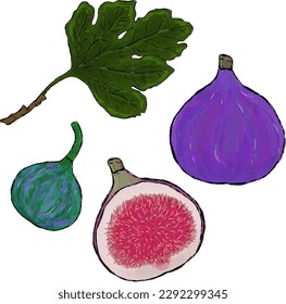 vector fruit set juicy figs with lea. Elements for design 
