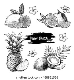 Vector fruit set.  Sketch vector tropical food illustration. Vintage style