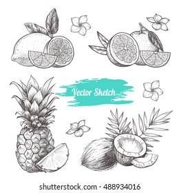 Vector fruit set.  Sketch vector tropical food illustration. Vintage style