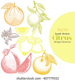 Vector fruit set.Lemon, grapefruit, pomelo, orange, lime. Sketch citrus set vector hand drawn illustration.  Isolated fruits on a white background.