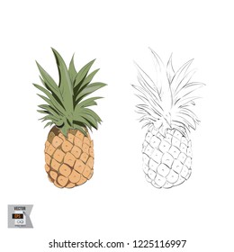 Vector Fruit Sketched and in Color Illustration that is Hand Drawn and Highly Detailed Line Art