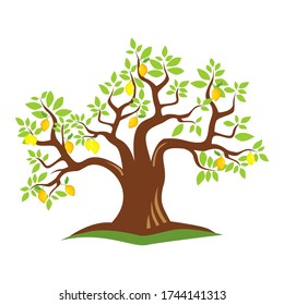 
vector of fruiting lemon tree with a white background