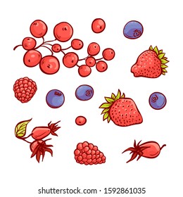 Vector fruits and berries. Sketch set collection hand drawn illustration.