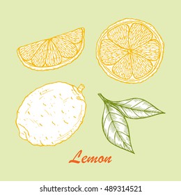 Vector Fruits. Hand drawn Lemons 