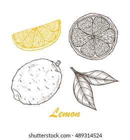 Vector Fruits. Hand drawn Lemons 