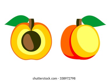 Vector fruits illustration. Detailed icon of apricot, whole and half, isolated over white background.Series of fruits and ingredients for cooking.