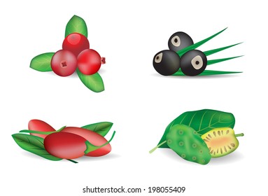Vector fruits illustration isolated on white background - Cranberries, Noni, Acai, Goji.