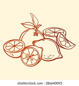 Vector Fruits. Limes, orange and lemons. line art