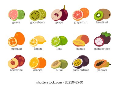 Vector fruits set isolated on white background. 