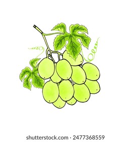 Vector fruits and vegetables with white background.
