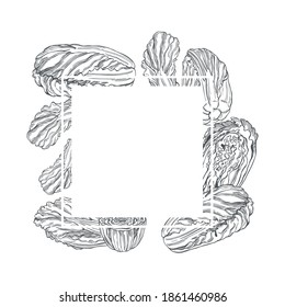 Vector ftame with hand drawn Chinese cabbage. Sketch  illustration.
