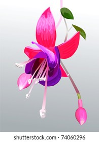 vector Fuchsia flower and buds on a branch