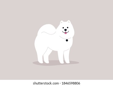A vector full length illustration of a samoyed dog