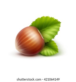 Vector Full Unpeeled Realistic Hazelnut with Leaves Close up Isolated on White Background