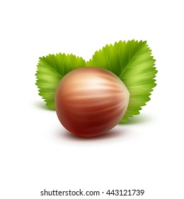 Vector Full Unpeeled Realistic Hazelnut with Leaves Close up Isolated on White Background