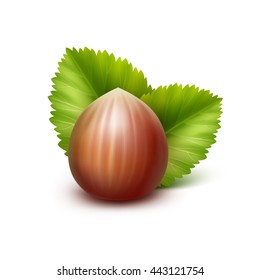 Vector Full Unpeeled Realistic Hazelnut with Leaves Close up Isolated on White Background