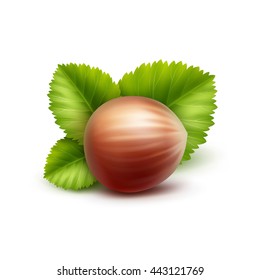 Vector Full Unpeeled Realistic Hazelnut with Leaves Close up Isolated on White Background